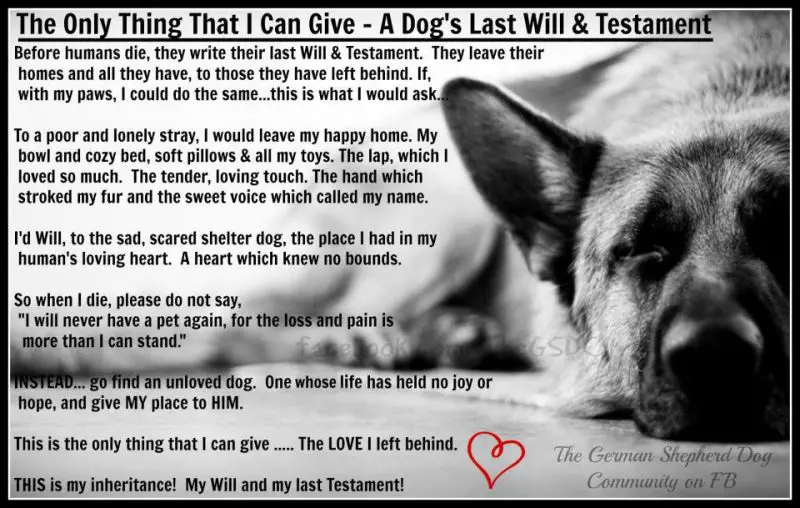 A Dog S Last Will Testament Poem A Dog S Last Will Testament Poem